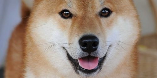 He’s coming for ya! Dogecoin remittances on Cash2VN more than doubled in the past quarter